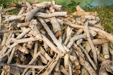 firewoods were cut from logs and lay on the soil ground with green leaf beside, ready to be burned and use next.