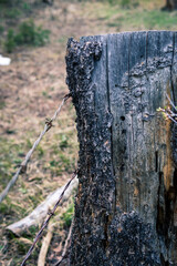 old fence line running through a chopped down tree