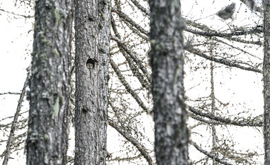 In the boreal forest (Aegolius funereus)