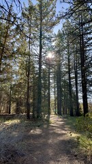 Obraz premium A serene scene of a forest at sunrise, with golden light filtering through the trees, illuminating a tranquil hiking path inviting a peaceful morning walk.