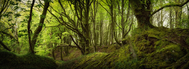 bosahan woods near Constantine cornwall england uk 