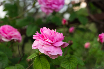 Rosa rugosa pink blossoming flower . Beautiful peaceful garden scenery. Pink mauve delicate  shrub...