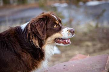 portrait of an australian shepherd dog