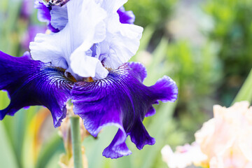 Bearded Iris Califlora Blatant. White and purple summer garden flowers. Hybrid bicolored spring...