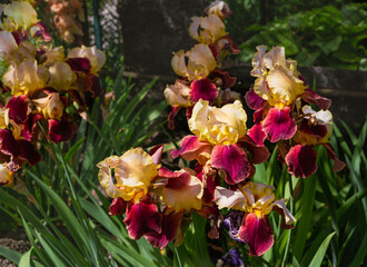 Yellow and purple  summer garden flowers. Bearded Iris Califlora Blatant. Hybrid bicolored spring iris blossom.