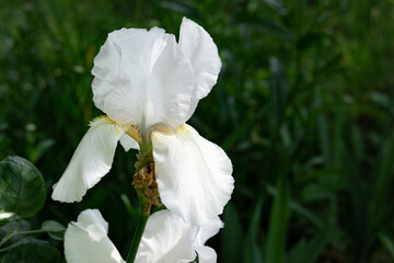 Immortality Reblooming Bearded Iris. White  summer garden flowers. Hybrid spring iris blossom.