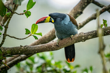 beautiful colored plate-billed mountain toucan (Andigena laminirostris) sitting n the branch very...