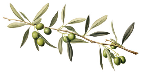 Obraz premium PNG Olive branch plant leaf tree.
