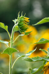 Sunflower field in sunny day. Sunflower blooming season. Close-up of sunflower