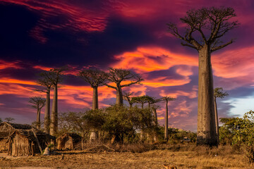 Beautiful Baobab trees at sunset at the avenue of the baobabs in Madagascar