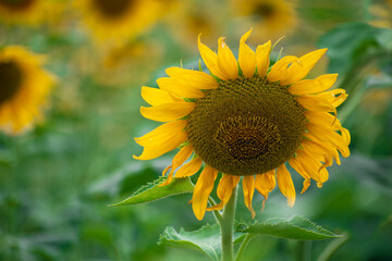Sunflower field in sunny day. Sunflower blooming season. Close-up of sunflower