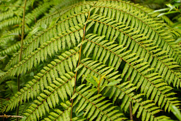 fern leaf in the forest