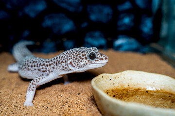 ヒョウモントカゲモドキ・レオパのアップ