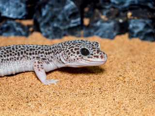 ヒョウモントカゲモドキ・レオパのアップ