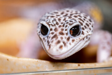 ヒョウモントカゲモドキ・レオパのアップ