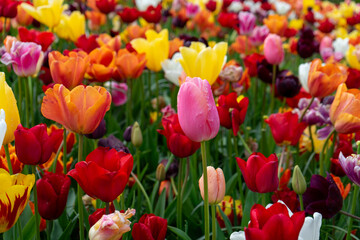 field of red and yellow tulips