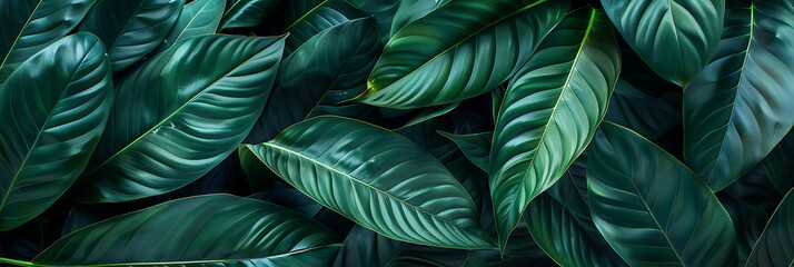 Green tropical leaf, summer panorama wallpaper,  beautiful and simple to use as a graphic element