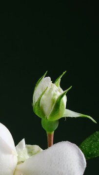 Video verticale, bocciolo di rosa bianca e rosa in fiore con gocce di rugiada su sfondo nero