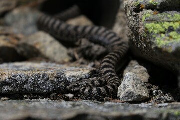 Vipera 