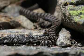 Vipera 