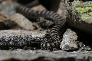 Vipera 