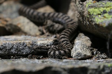 Vipera 