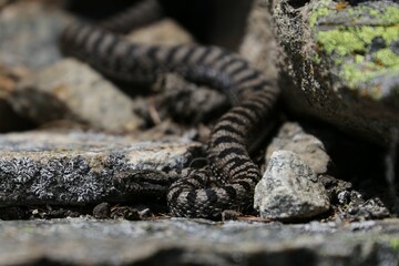 Vipera 
