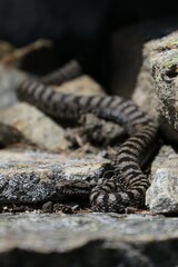 Vipera 