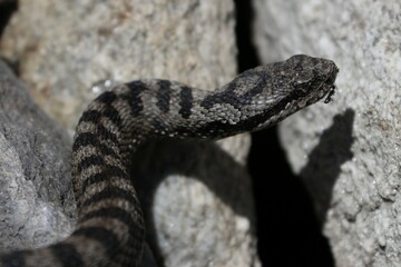 Vipera 