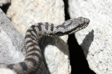 Vipera 