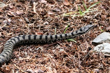 Vipera 