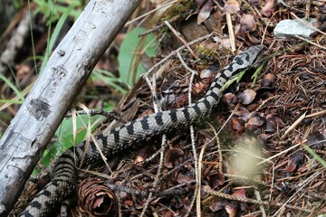 Vipera 