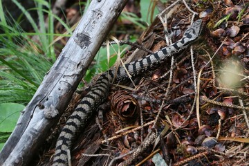 Vipera 