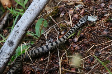Vipera 