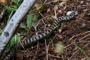 Vipera 