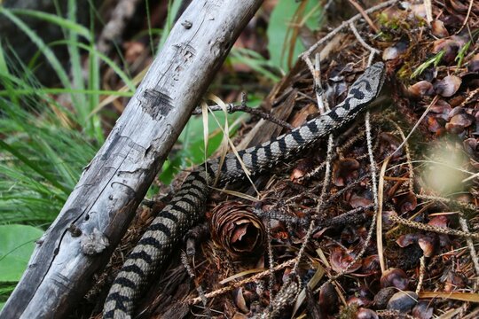 Vipera 