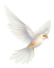 Obraz premium PNG White bird flying animal wildlife outdoors.
