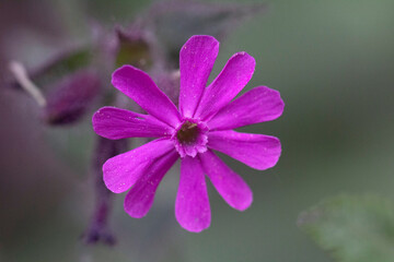 close up of a pink flower
