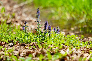 staw w lesie © Paulina