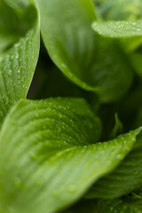 green leaf with drops