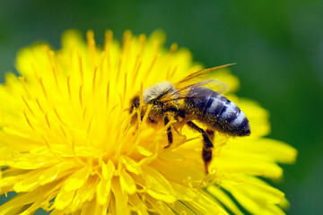 bee on yellow flower