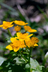 yellow flower in the garden