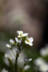 flowers in the garden