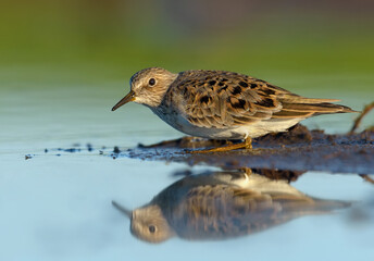 Adult Temminck's stint (Calidris temminckii) freezes and hides from predators near small island in shallow blue waters of lake in spring migration season 
