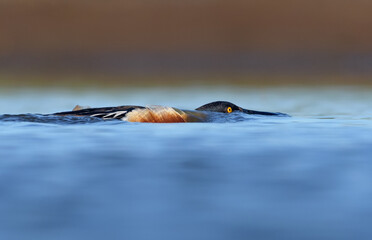 Male Northern Shovelers (Spatula clypeata) secretive swimming under blue water surface for sneak...