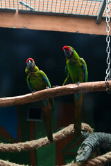 Obraz premium The military macaw (Ara militaris) parrot in the zoo.