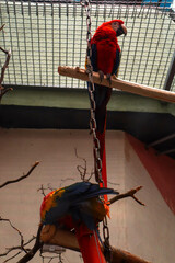 Macaw parrot at the zoo.