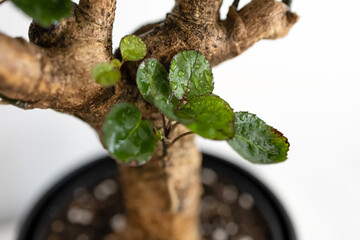 Polyscias stem on the white background. Fabian. Houseplants. Photo