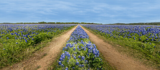 Panoramic view over a meadow with blue bonnets and a dirt road through the wildflowers