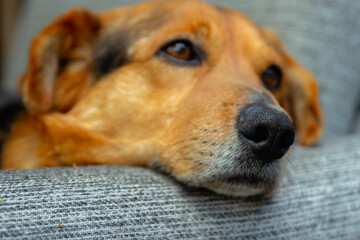 pies odpoczywa na kanapie © Paulina